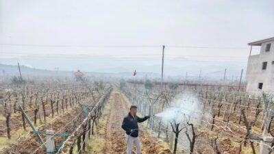 Manisa’nın Sarıgöl ilçesinde üzüm üreticilerine