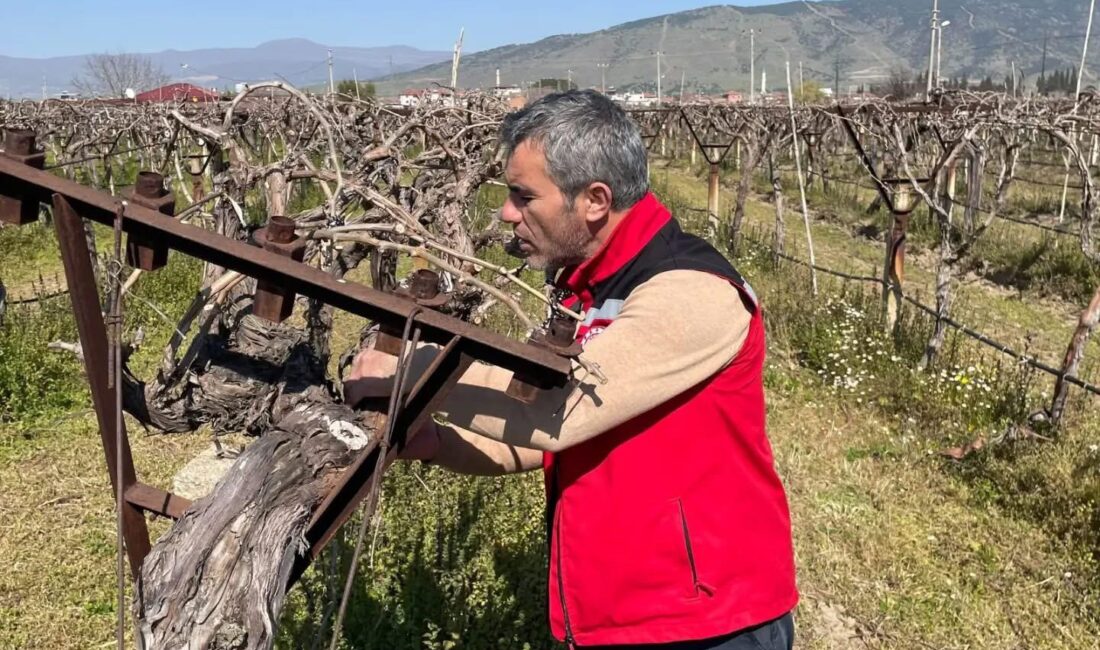 Manisa’nın Sarıgöl ilçesinde üzüm bağlarında