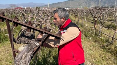 Manisa’nın Sarıgöl ilçesinde üzüm bağlarında