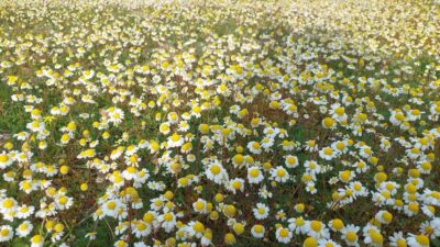 Manisa’nın Sarıgöl ilçesinde şubat ayında