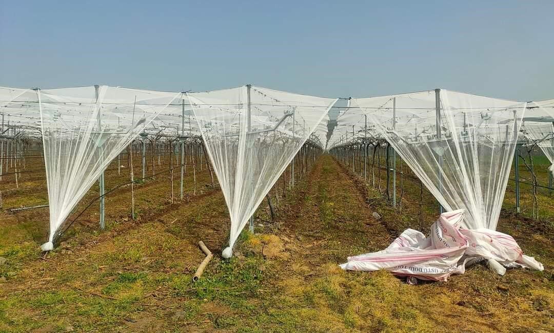 Manisa’nın Sarıgöl ilçesinde dünyaca