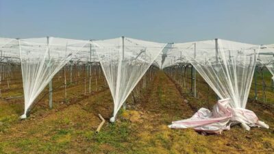 Manisa’nın Sarıgöl ilçesinde dünyaca ünlü