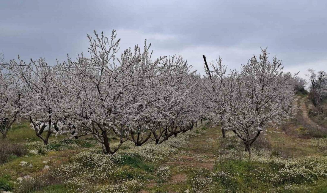 Manisa’da son günlerde mevsim
