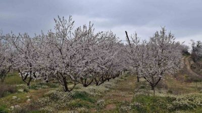 Manisa’da son günlerde mevsim normallerinin