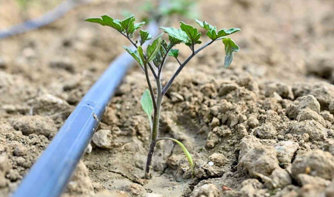 Manisa Büyükşehir Belediyesi, kırsal