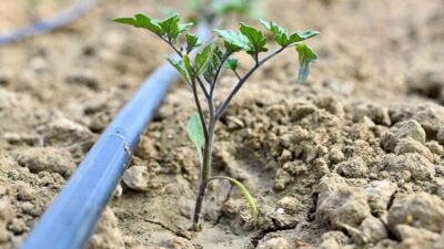 Manisa Büyükşehir Belediyesi, kırsal kalkınma