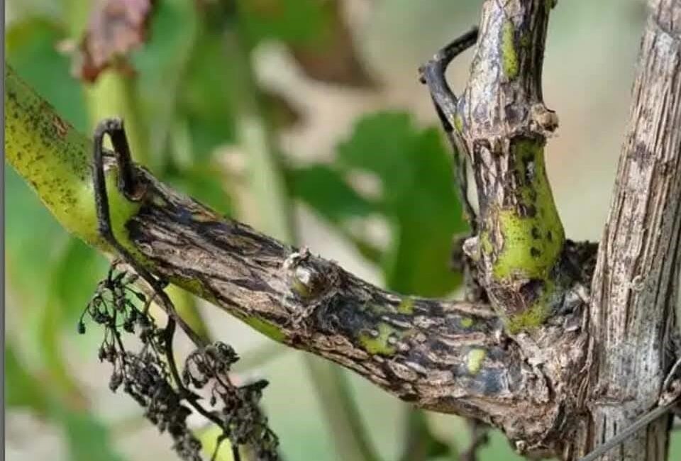 Manisa’nın Salihli ilçesinde bağ