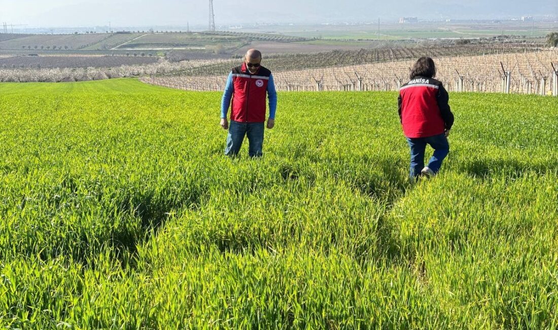 Manisa’nın Salihli ilçesindeki Tarım ve