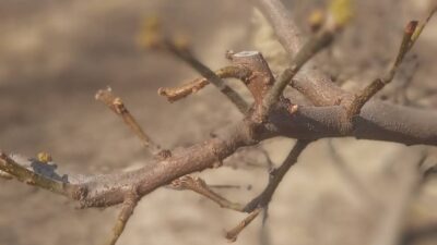 Manisa’nın Salihli ilçesindeki Tarım ve