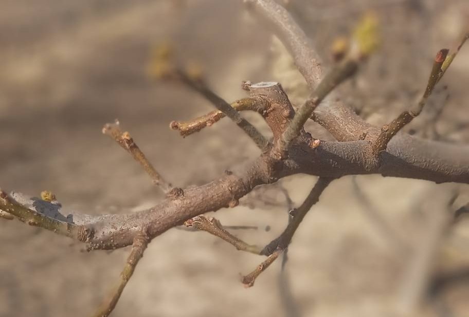 Manisa’nın Salihli ilçesindeki Tarım