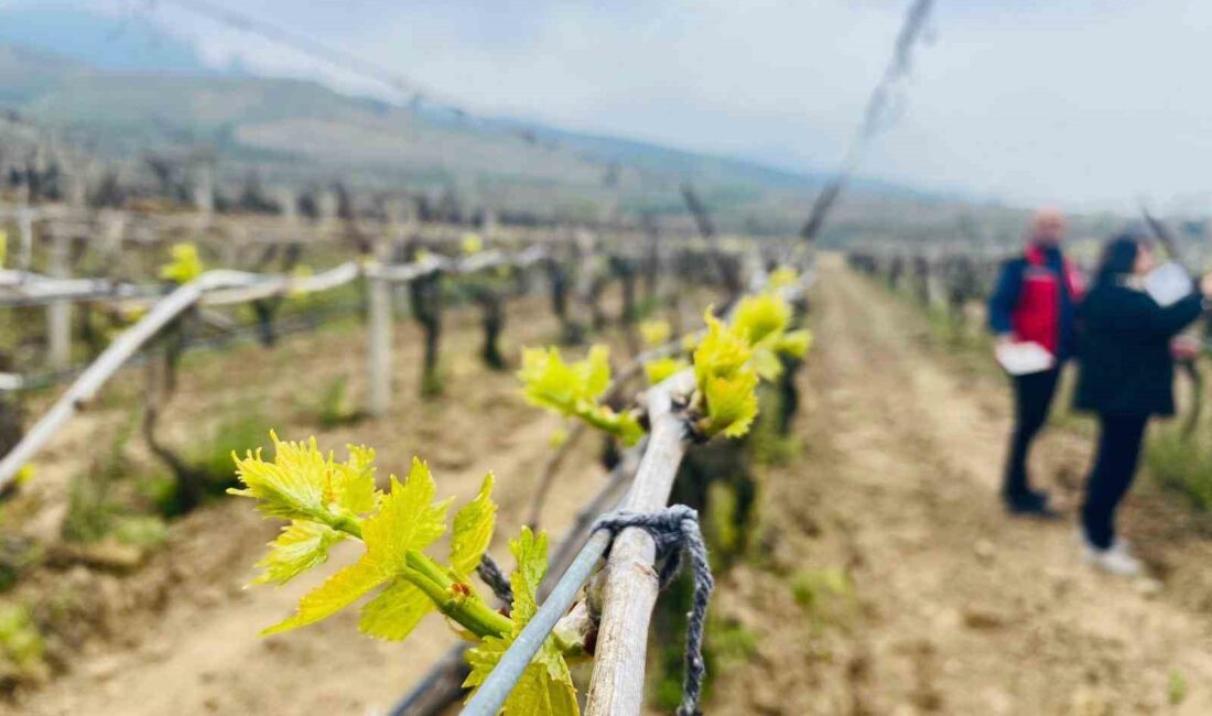 Salihli’de çekirdeksiz üzüm üreticilerine, yağışlarla