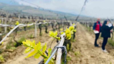 Salihli’de çekirdeksiz üzüm üreticilerine, yağışlarla