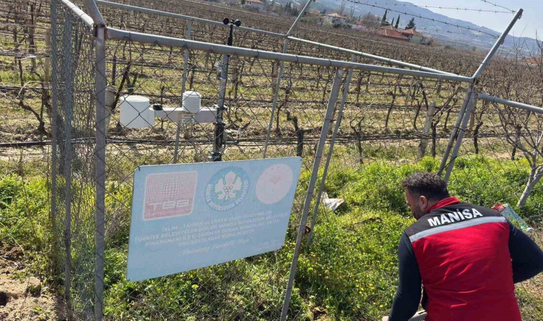 Manisa’nın Sarıgöl ilçesinde bağ alanlarında