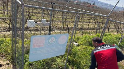 Manisa’nın Sarıgöl ilçesinde bağ alanlarında