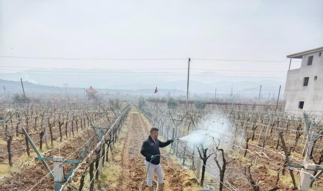 Manisa’nın Sarıgöl ilçesinde üzüm