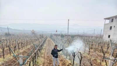 Manisa’nın Sarıgöl ilçesinde üzüm bağlarında