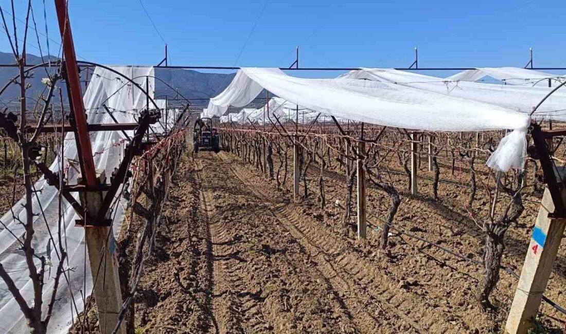 Manisa’nın Sarıgöl ilçesinde üzüm üreticileri,