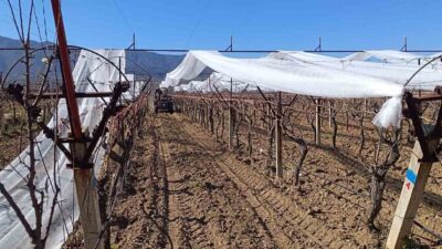 Manisa’nın Sarıgöl ilçesinde üzüm üreticileri,