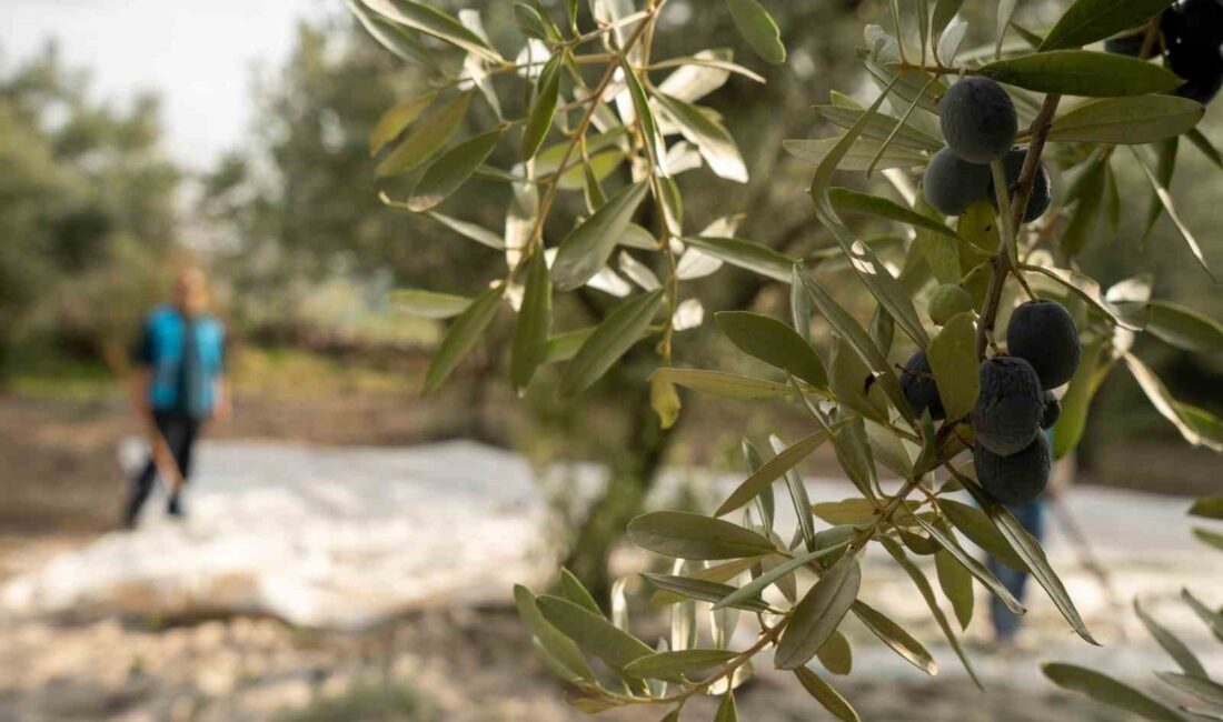 Manisa’nın Akhisar ilçesi, zeytincilik alanında