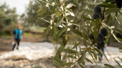 Manisa’nın Akhisar ilçesi, zeytincilik alanında