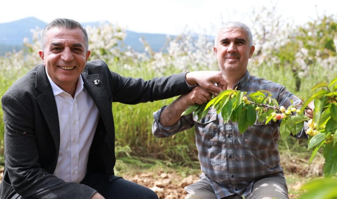 Kuzey Yarımküre’de açık alanda yetiştirilen