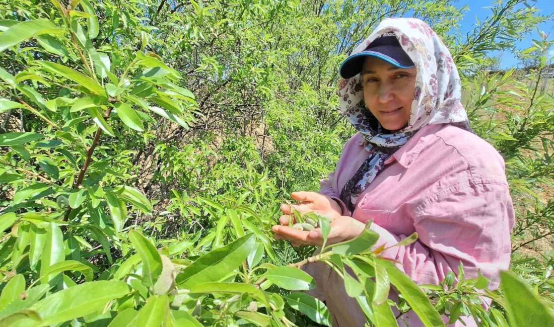 Manisa’nın Sarıgöl ilçesinde baharın habercisi
