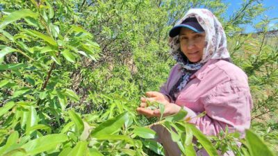 Manisa’nın Sarıgöl ilçesinde baharın habercisi