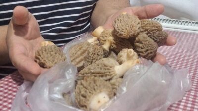 Manisa’nın Sarıgöl ilçesi ve çevresinde