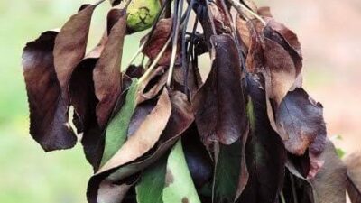 Manisa’nın Salihli ilçesinde, ayva, elma