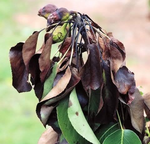 Manisa’nın Salihli ilçesinde, ayva, elma