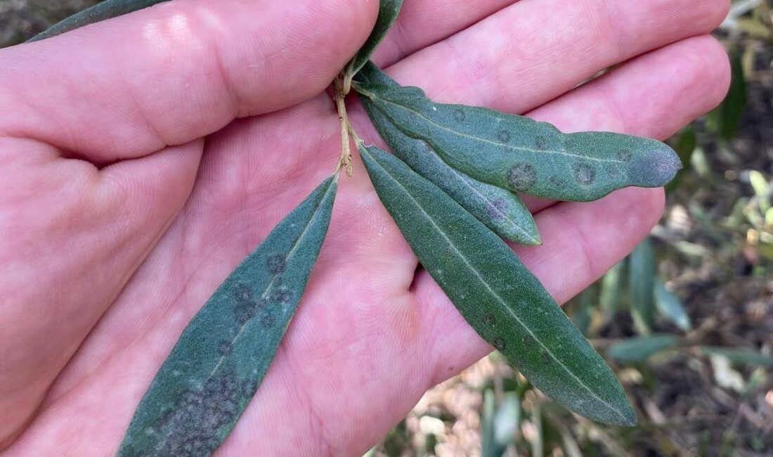 Manisa’nın Salihli ilçesinde Tarım