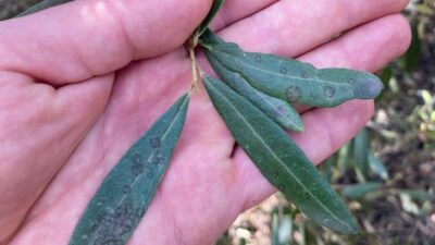 Manisa’nın Salihli ilçesinde Tarım ve