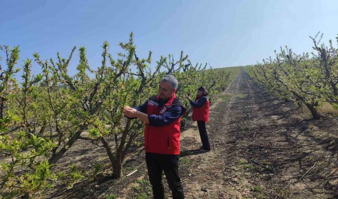 Manisa’nın Salihli ilçesindeki Tarım