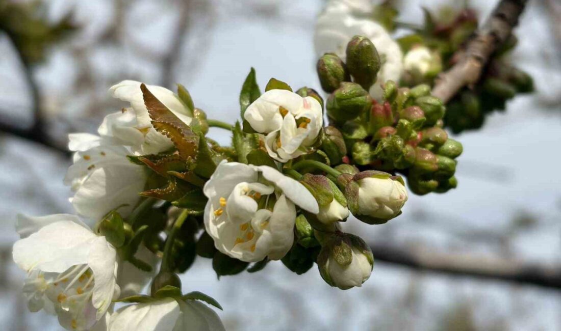 Manisa’nın Salihli ilçesinde kiraz