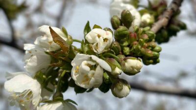 Manisa’nın Salihli ilçesinde kiraz ve