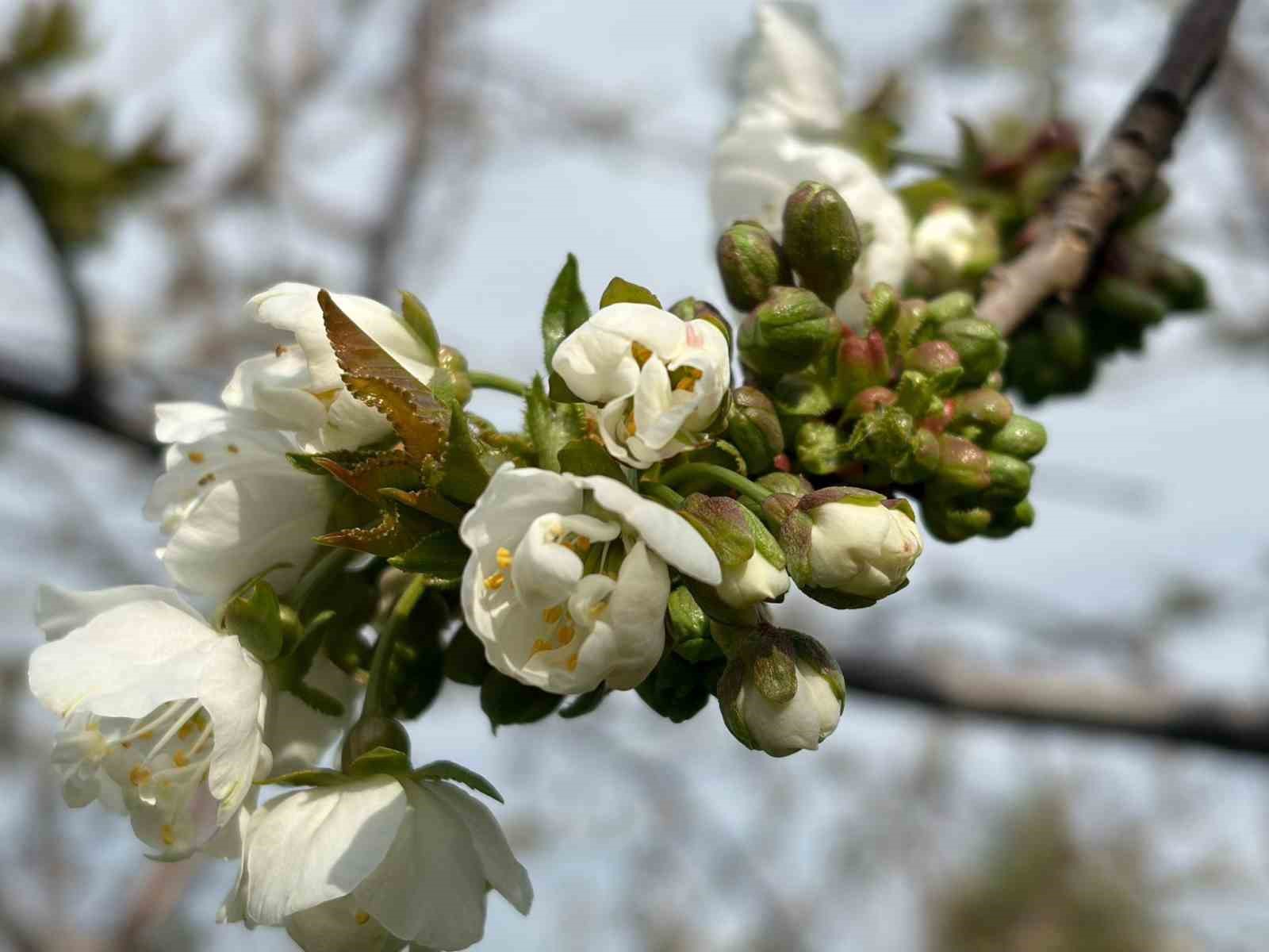 Salihli’de ‘Monilya’ tehlikesi
