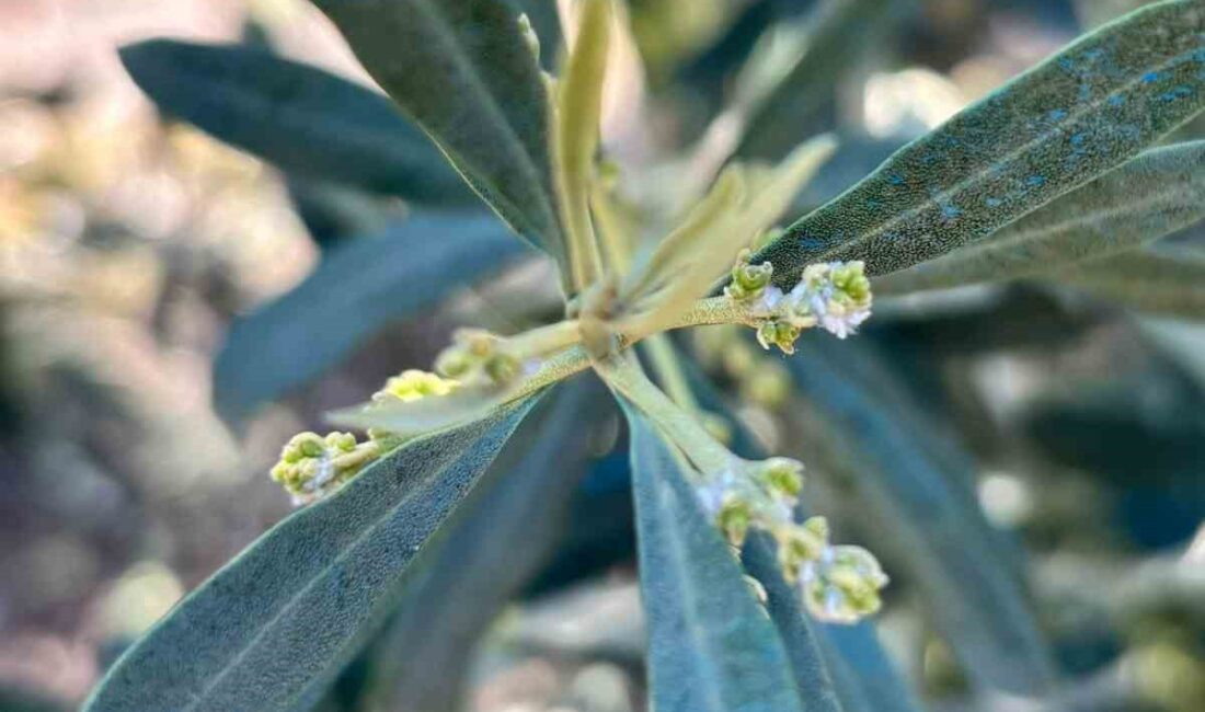 Manisa’nın Salihli ilçesindeki Tarım