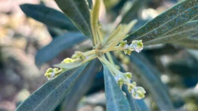 Manisa’nın Salihli ilçesindeki Tarım ve