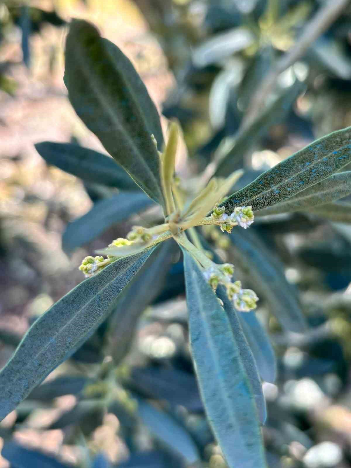 Salihli’de zeytin üreticilerine “Zeytin Pamuklu Biti” uyarısı