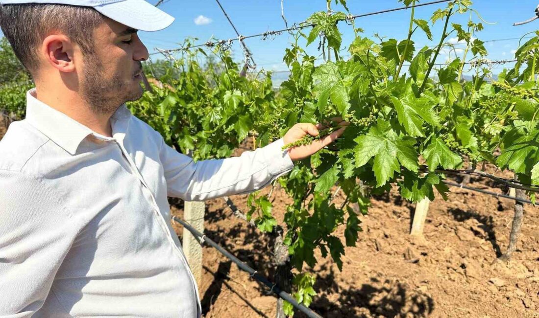 Manisa’nın Sarıgöl ilçesinde TARİŞ Üzüm