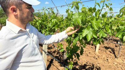 Manisa’nın Sarıgöl ilçesinde TARİŞ Üzüm