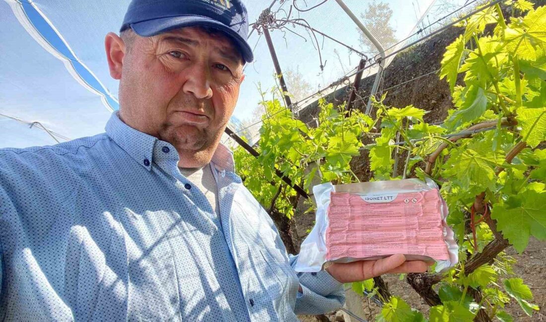 Manisa’nın Sarıgöl ilçesinde dünyaca