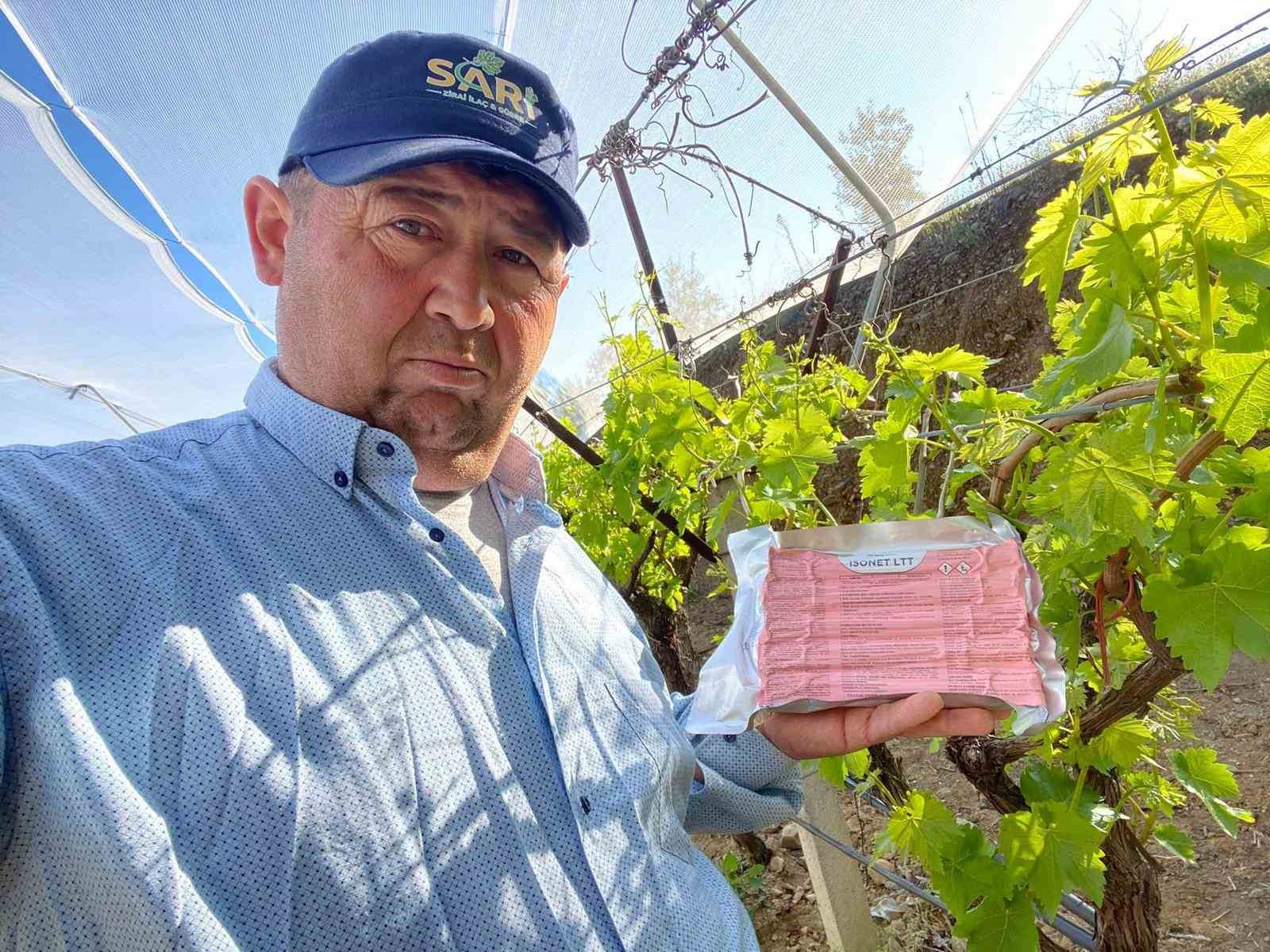 Sarıgöl Ovası’nda üzüm bağlarında “Fenomen Tel” seferberliği