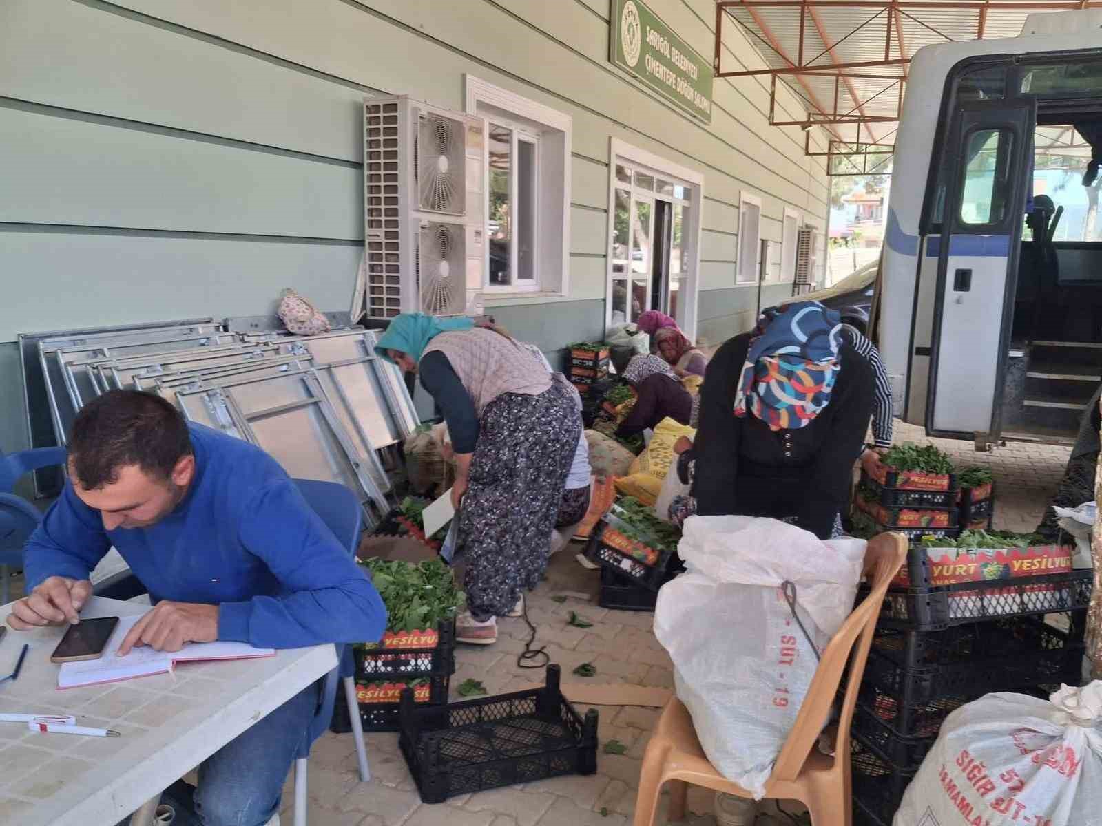 Sarıgöl’de taze bağ yaprağı mesaisi başladı