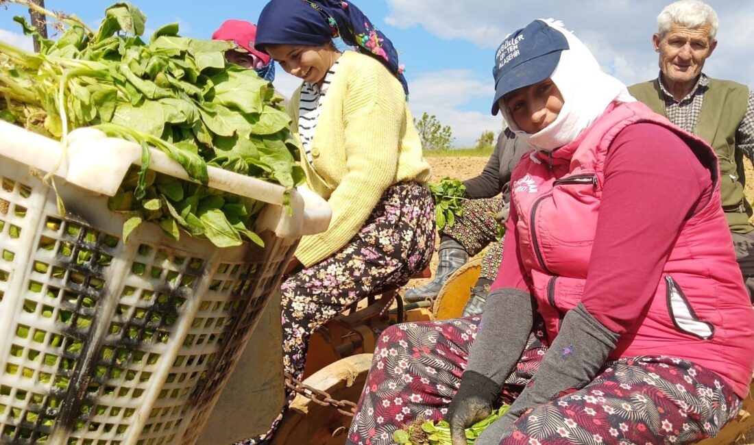 Manisa’nın Sarıgöl ilçesine bağlı mahallelerde