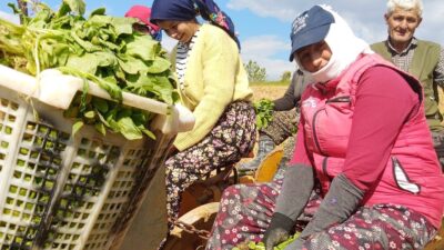 Manisa’nın Sarıgöl ilçesine bağlı mahallelerde
