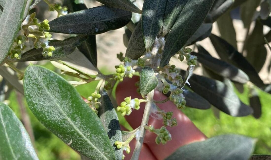 Manisa’nın Sarıgöl ilçesinde zeytin üreticileri,