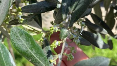 Manisa’nın Sarıgöl ilçesinde zeytin üreticileri,