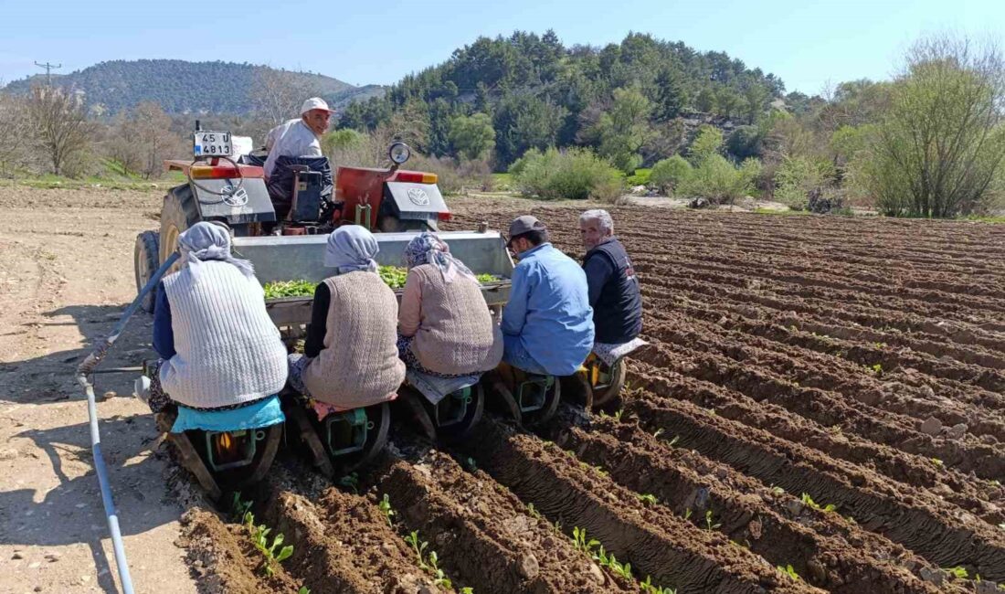 Manisa’nın Selendi ilçesinde tütün