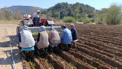 Manisa’nın Selendi ilçesinde tütün dikim